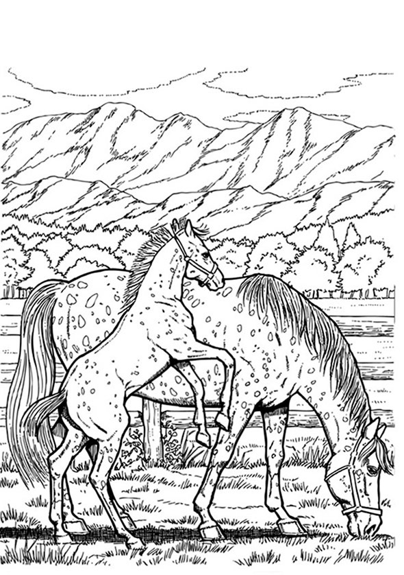 pferd 19