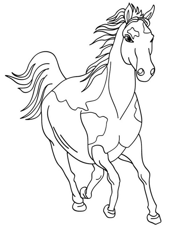 pferd 20